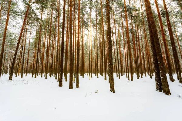 Troncos Árboles Bosque Pinos Invierno Rusia Europa —  Fotos de Stock