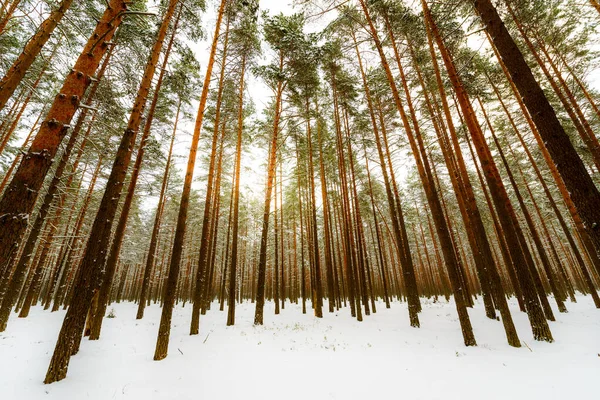 Troncos Árboles Bosque Pinos Invierno Vista Del Cielo —  Fotos de Stock