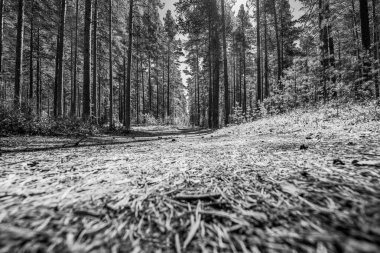 Orman yolu güneşle aydınlandı.. 