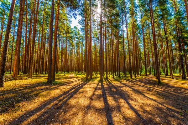 Zon Gaat Door Kronen Van Bomen Een Dennenbos — Stockfoto