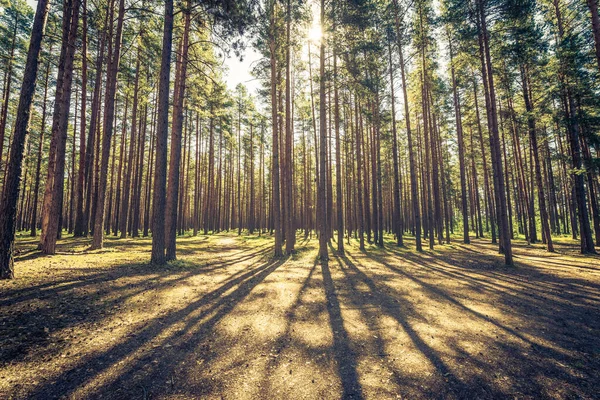 Sole Passa Attraverso Corone Degli Alberi Una Pineta — Foto Stock