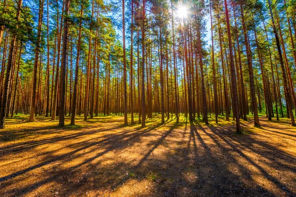太阳穿过松树林中的树冠 — 图库照片