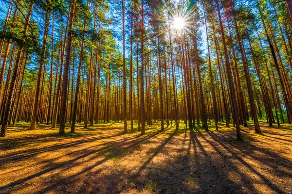 Zon Gaat Door Kronen Van Bomen Een Dennenbos — Stockfoto