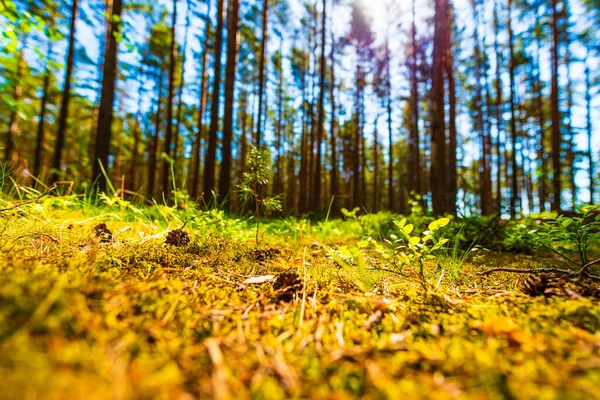 Nella Pineta Estiva Vista Vicino Dal Livello Del Suolo — Foto Stock