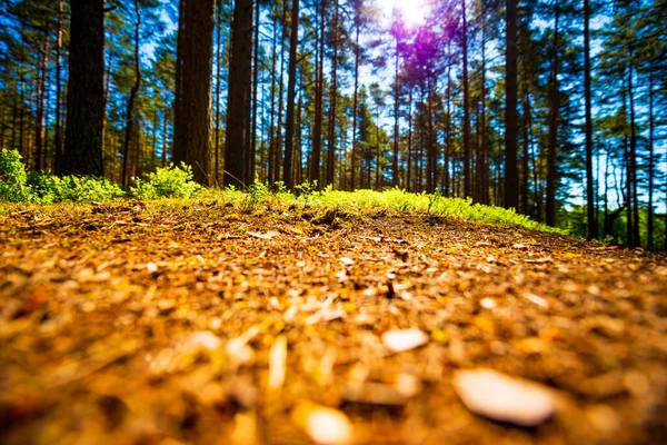 Het Zomerdennenbos — Stockfoto