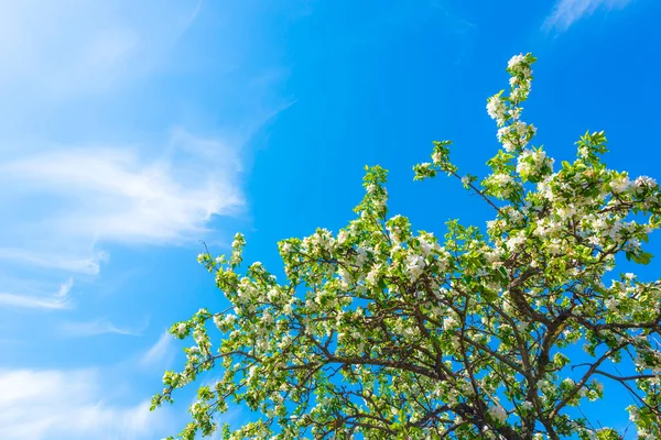 Florecimiento Del Manzano Hermosa Naturaleza Orchard Cielo Azul —  Fotos de Stock