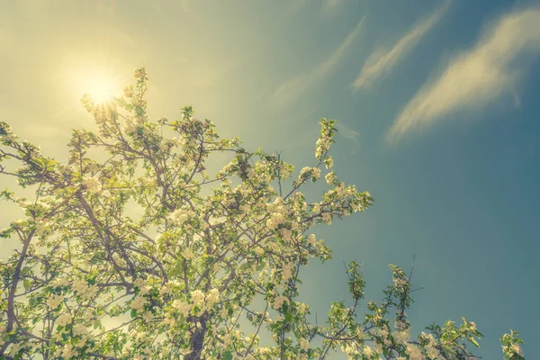 苹果树的花朵 美丽的大自然Orchard案 — 图库照片