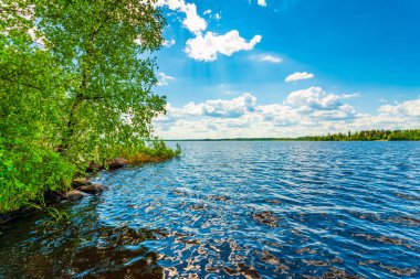 Sahilde büyüyen ağaçlarla dolu bir orman gölü. Kıyıdan görünüm