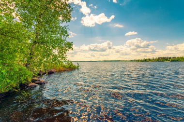 Sahilde büyüyen ağaçlarla dolu bir orman gölü. Kıyıdan görünüm