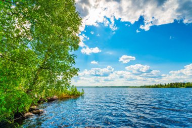Sahilde büyüyen ağaçlarla dolu bir orman gölü. Kıyıdan görünüm