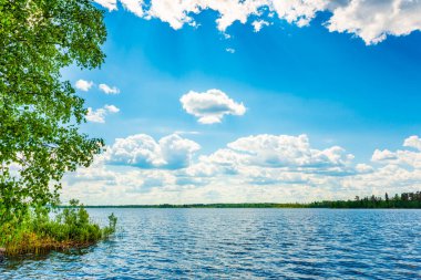 Sahilde büyüyen ağaçlarla dolu bir orman gölü. Kıyıdan görünüm