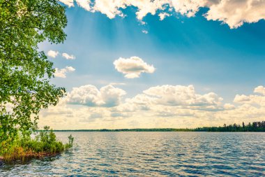 Sahilde büyüyen ağaçlarla dolu bir orman gölü. Kıyıdan görünüm