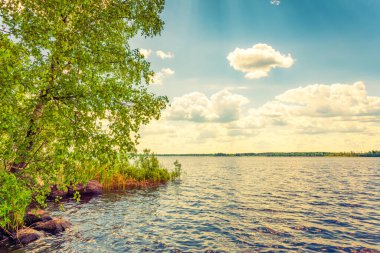 Sahilde büyüyen ağaçlarla dolu bir orman gölü. Kıyıdan görünüm