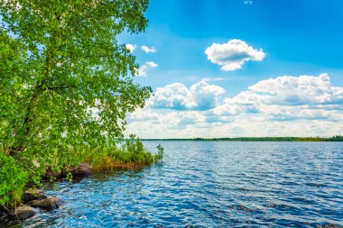 Sahilde büyüyen ağaçlarla dolu bir orman gölü. Kıyıdan görünüm