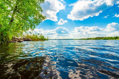 Sahilde büyüyen ağaçlarla dolu orman gölü..  