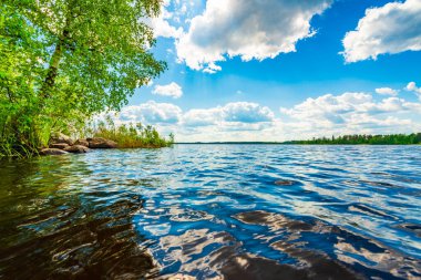 Sahilde büyüyen ağaçlarla dolu orman gölü.. 