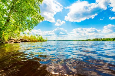 Sahilde büyüyen ağaçlarla dolu orman gölü..  