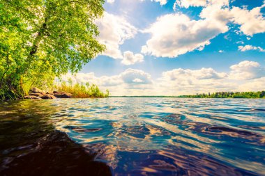 Sahilde büyüyen ağaçlarla dolu orman gölü.. 