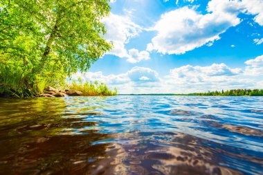 Sahilde büyüyen ağaçlarla dolu orman gölü.. 