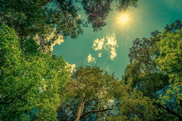 Obloha Vrcholky Stromů Pohled Země Nahoru — Stock fotografie