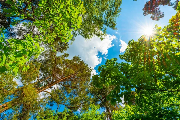 Himlen Med Trädens Toppar Upp Från Marknivå — Stockfoto