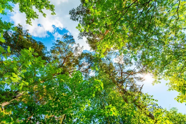Sky Tops Trees View Ground Level — Stock Photo, Image