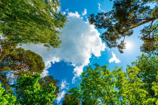 Himlen Med Trädens Toppar Upp Från Marknivå — Stockfoto