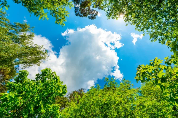 Obloha Vrcholky Stromů Pohled Země Nahoru — Stock fotografie