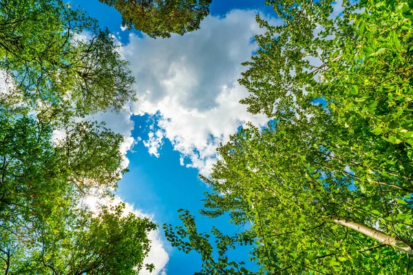 Céu Com Topos Das Árvores Vista Nível Solo — Fotografia de Stock