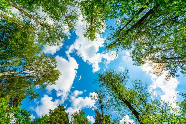 Obloha Vrcholky Stromů Pohled Země Nahoru — Stock fotografie