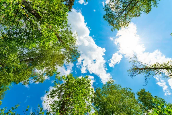 Cielo Con Cime Degli Alberi Vista Dal Livello Del Suolo — Foto Stock