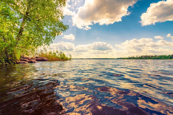 Sahilde büyüyen ağaçlarla dolu orman gölü..  