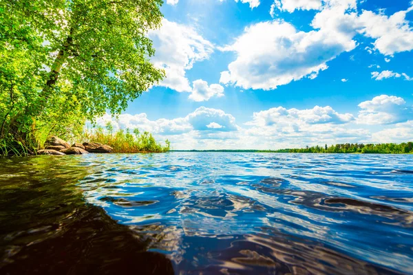 Sahilde büyüyen ağaçlarla dolu orman gölü..  