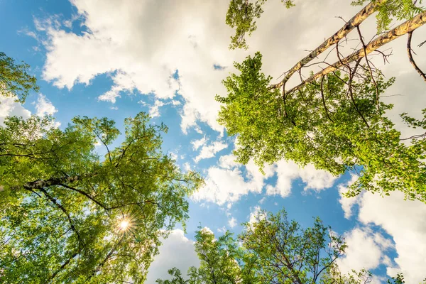 Céu Com Topos Das Árvores Vista Nível Solo — Fotografia de Stock