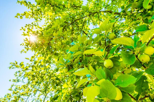 Äpplen Trädet Solen Skiner Genom Lövverket — Stockfoto