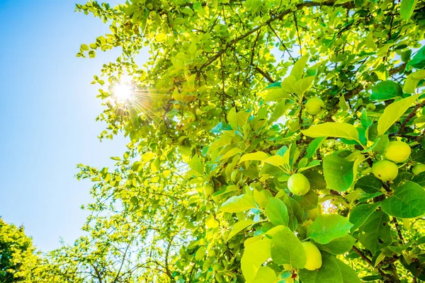 Maçãs Árvore Sol Brilha Através Folhagem — Fotografia de Stock