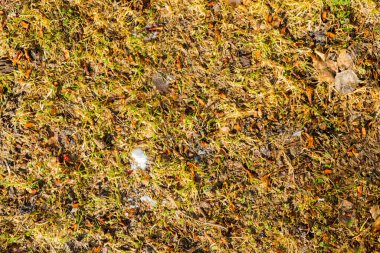 İlkbahar, yerde kar erir ve çimenler yükselir. Görüntüyü kapat