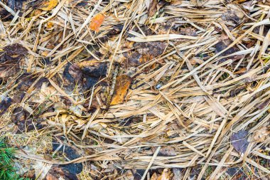 Yaprakları dökülmüş solgun çimenler. Yukarıdan görüntüyü kapat