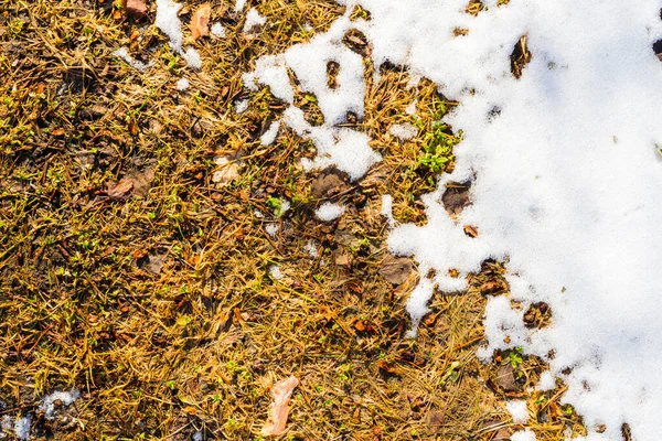 地面や草の上に雪の大きな層が溶けます — ストック写真