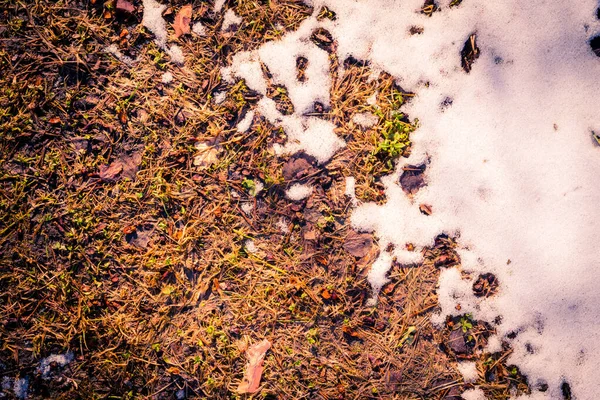 Весна Большой Слой Снега Тает Земле Трава — стоковое фото