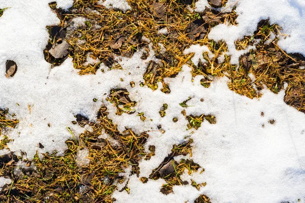 Primavera Gran Capa Nieve Derrite Suelo Hierba —  Fotos de Stock