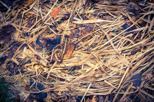 Wilted Grass Fallen Leaves Close View — Stock Photo, Image