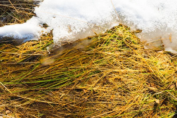 Primavera Gran Capa Nieve Derrite Suelo Hierba —  Fotos de Stock