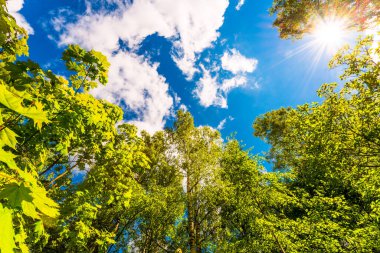 bottom view of green trees under blue cloudy sky