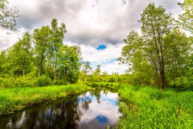 River in marshy forest terrain on cloudy summer day