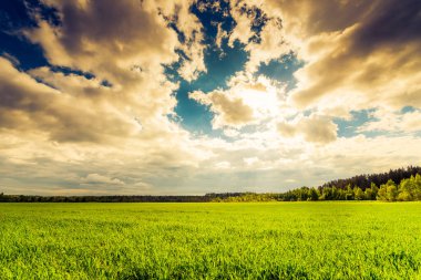 green field and trees under cloudy sky