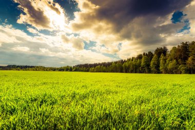 green field and trees under cloudy sky