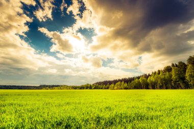 green field and trees under cloudy sky