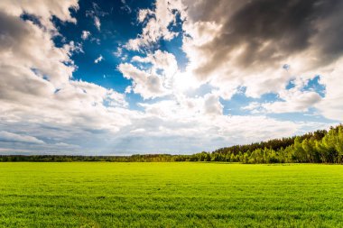 green field and trees under cloudy sky