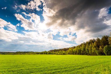 green field and trees under cloudy sky